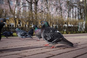 Doves on the sidewalk in the park