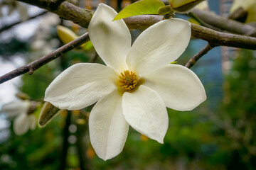 Obraz premium Beautiful white Magnolia Kobus flower in spring