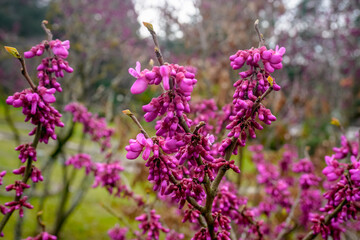 Beautiful flowers bloom in spring