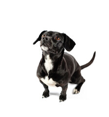 portrait from above of scrounger dog, asking for food, mixed breed canine with curiosity on isolated white background