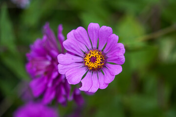 Purple Common Zinnia flower in bloom. 