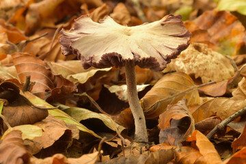 unknown purple tinged frayed mushroom