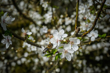 Beautiful flowers bloom in spring