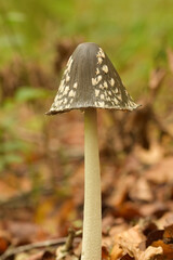 Magpie Inkcap Mushrooms