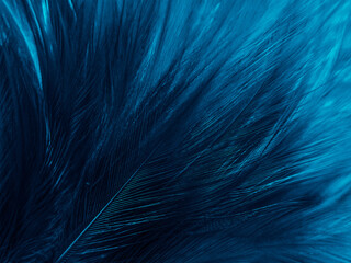 Beautiful abstract blue feathers on black background, black feather texture and blue background, feather wallpaper, blue texture banners, love theme, valentines day, light blue texture, dark gradient