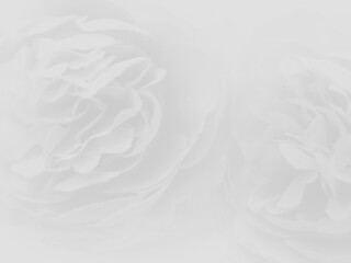 Beautiful abstract color white flowers on white background, black leaves texture, gray background, colorful graphics banner, white leaves, leaves texture