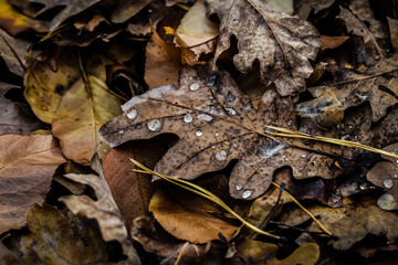 leaf on the ground