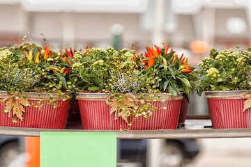 Decorative red pepper on shop steles