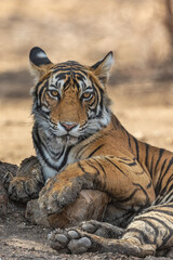 Tiger Looking Into Camera from Ranthambore India