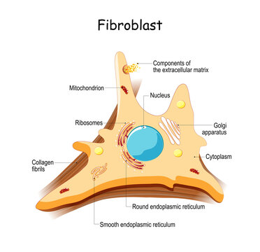fibroblast. Cell structure and anatomy.