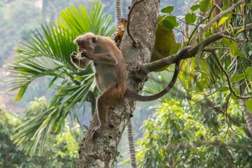 Wild macaque monkey eating a fruit in the forest