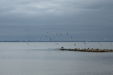 seagulls on the beach