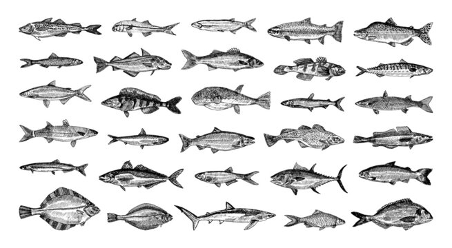 Collection of monochrome illustrations of sea fish in sketch style. Hand drawings in art ink style. Black and white graphics.