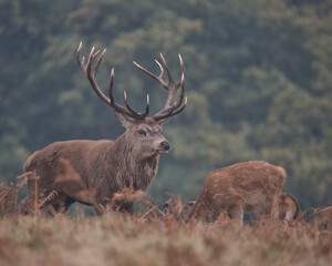Red deer stag with a head down grazing.