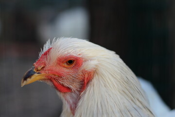 Lo sguardo di una gallina