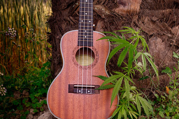 Song with marijuana. Ukulele sings songs with nature.