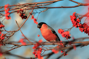 plump red bullfinch bird sits on a branch with rowan berries in a sunny garden against a blue sky