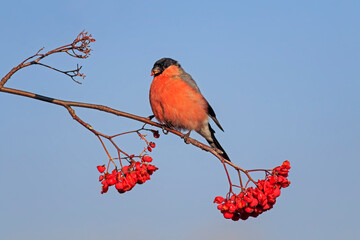  red bullfinch bird sits on a branch with rowan berries in a sunny garden against a blue sky