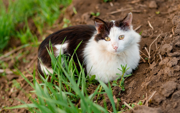 black and white cat with green eyes sits on the ground and looks into the frame. Fluffy cat on the street. Free and street cat by the grass