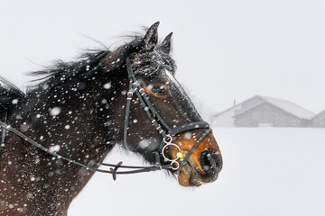 Tête d'un cheval dans une tempête de neige