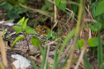 Calotes calotes lizard hidden in the green in Sri Lanka