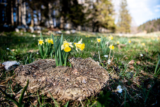 Des jonquilles printani&egrave;res percent une bouse de vache. Renaissance au printemps. 