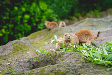 Prairie dogs in the zoo in The Netherlands, Diergaarde Blijdorp Rotterdam.
