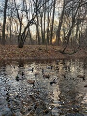 Wild ducks in the park, autumn park
