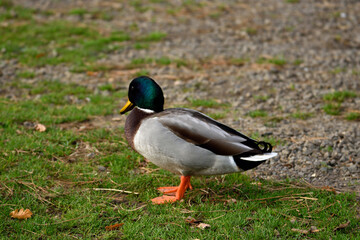 A lonely male mallard duck standing on the riverbank