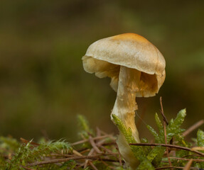 mushroom in the forest