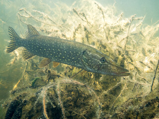Northern pike underwater with tree branches in the background