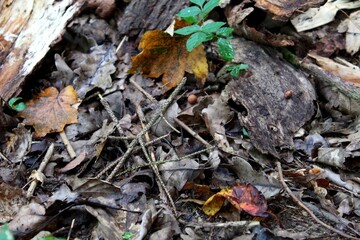 Unterholz im Herbstmantel