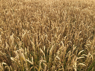 Golden field of wheat in summer, before the harvest