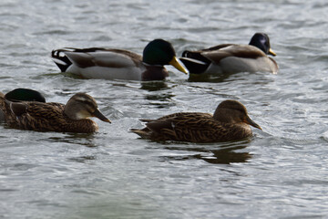 Male and female ducks floating on the water
