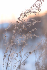 silhouettes of plants on the river at sunset