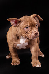 A brown American bully puppy with uncut ears. Close-up, isolated on a black background