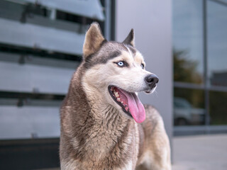 Black and white Siberian Husky