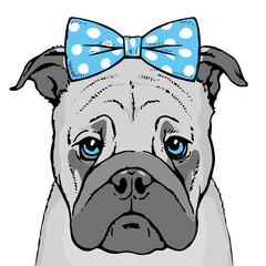 Drawn portrait of a pug dog face. Pet cute. There is a blue bow on the head. Vector isolated illustration pop art