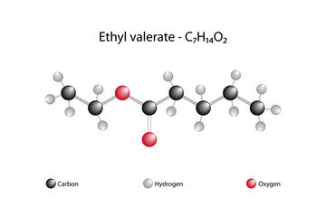 Molecular formula of ethyl valerate. Ethyl valerate, also known as ethyl pentanoate, is an organic compound used in flavorings.