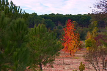 drzewo liście kolory jesień natura park 