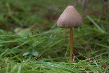grzyb natura trawa las makro kapelusz