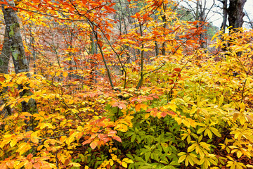 colorful autumn leaves on trees in the forest