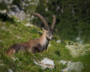 Bouquetin en montagne
