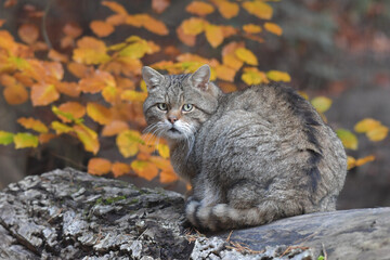 Wildkatze auf Baumstamm 