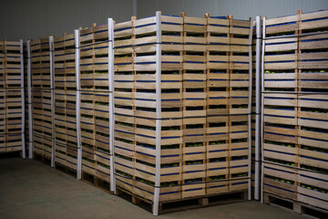 Freshly harvested ripe green apples in wooden crates in orchard warehouse cold storage. Modern apple plantation and farmhouse. Annual harvesting period..