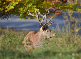 Männlicher Rothirsch in der Brunft
