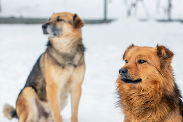 Two dogs in winter outdoors on a background of white snow
