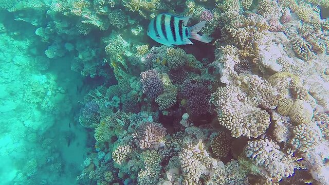 Underwater photography of corals and swimming fish in the Red Sea on a sunny day