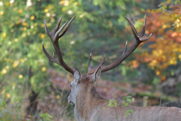 Rothirsch in der Brunft