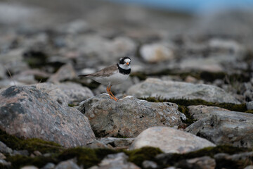 Ringed Plover (Charadrius hiaticula)